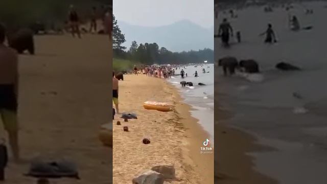 Видео захватывающее.Медведица,с медвежатами пришла на общий пляж по купаться вместе с людьми.Лайк 👍 смотреть онлайн
