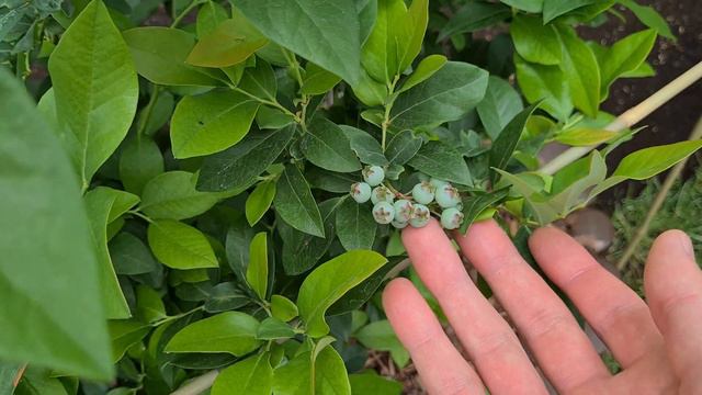 Nokstančios šilauogės/Blueberry/Borówka/ Голубика смотреть онлайн