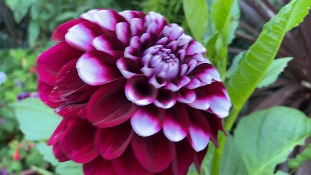 #Георгины HAPET MYSTIC/ Dahlia HAPET MYSTIC смотреть онлайн