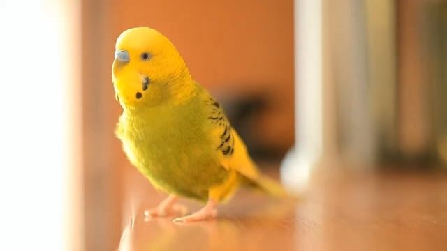 Nikon D3100 + Helios 77 [video test] смотреть онлайн