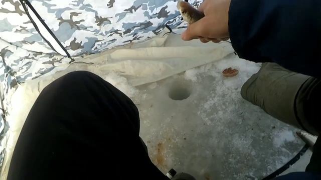 САМАЯ ЛУЧШАЯ ЗИМНЯЯ РЫБАЛКА. ЛОВЛЯ ТАРАНИ НА ЦИМЛЯНСКОМ ВОДОХРАНИЛИЩЕ!