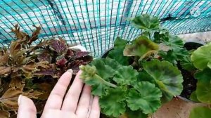 Растения на моем балконе: пеларгонии, колеусы, гибискус