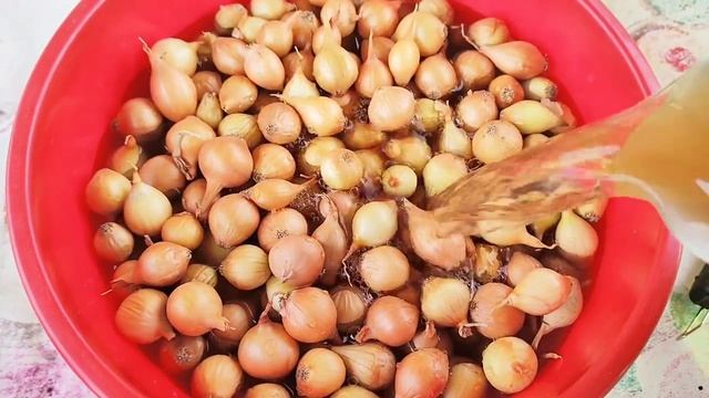 Правильная посадка лука весной. Посадка лука-севка весной. Подготовка лука-севка перед посадкой. смотреть онлайн