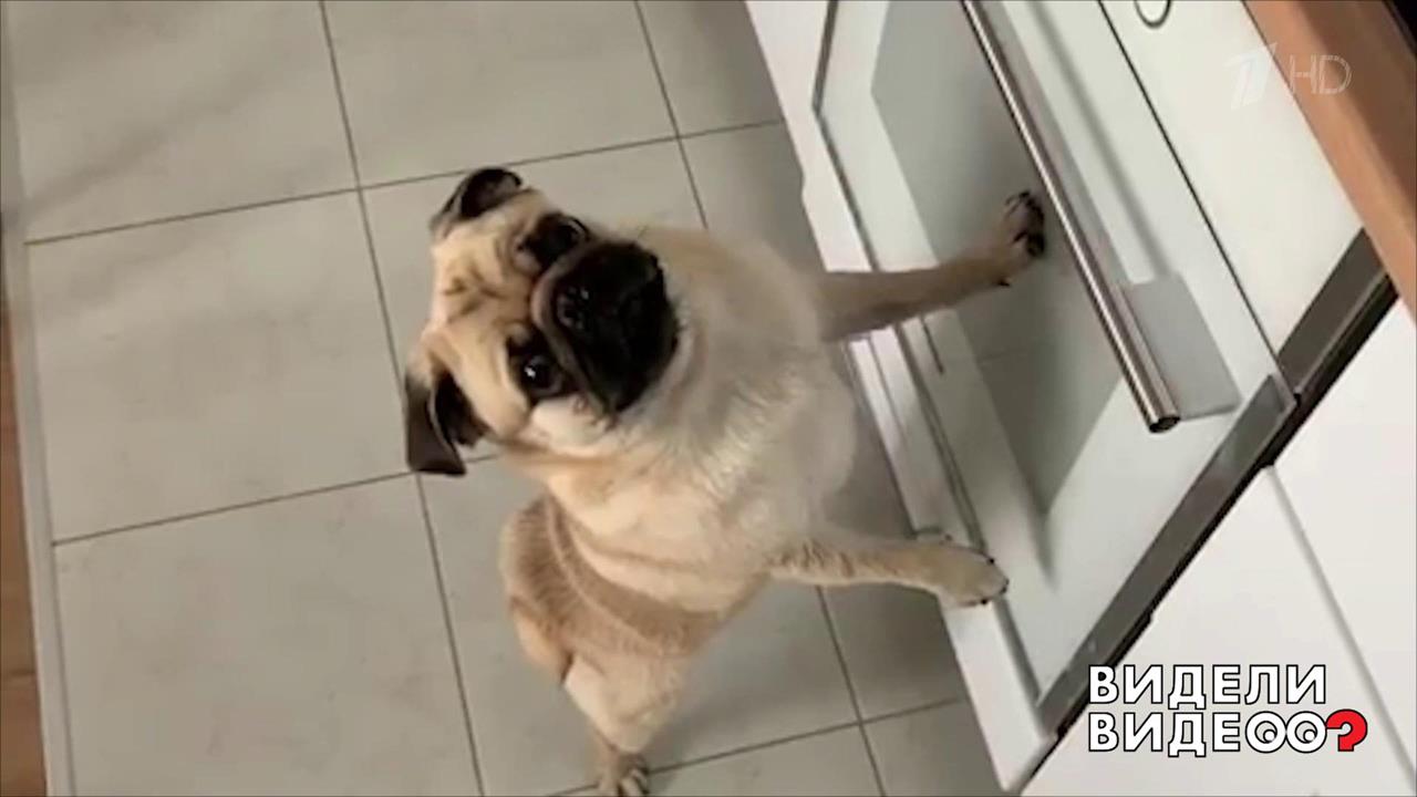 Мопс и его обожаемый хозяин. Видели видео? Фрагмент выпуска от 20.10.2019