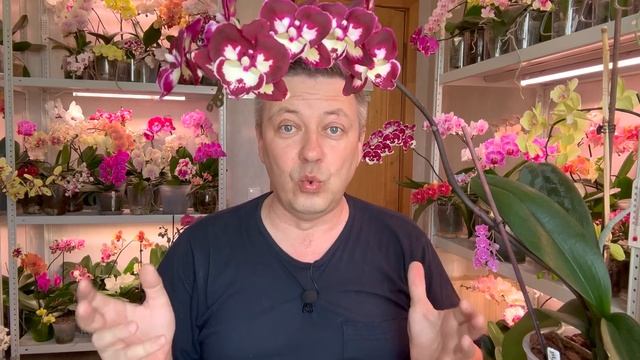 СГНОИЛ орхидеи этим поливом и не показывает / летний полив орхидей / почему не работает фитиль смотреть онлайн