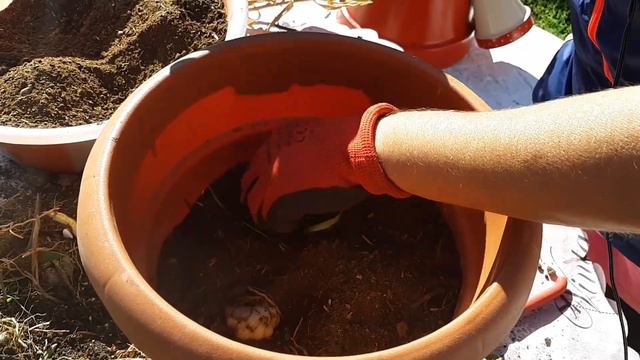 Lilium sus cuidados y cultivo смотреть онлайн