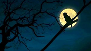 Воскресенье - "Ночная птица"