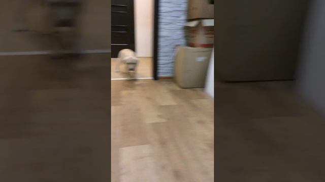 Пока никого нет дома! Лабрадор против! Стены мешают! смотреть онлайн