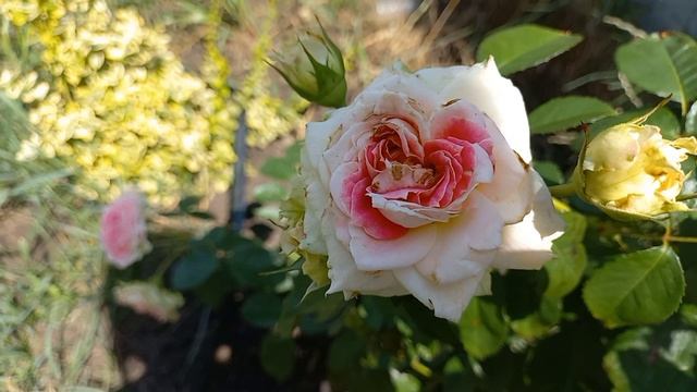 Розы и жара ч.3. Цветение 14.07.23 смотреть онлайн