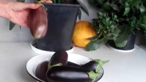 как понять,когда срывать баклажаны