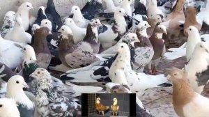 Иранские голуби.На что обратить внимание при выборе голубей