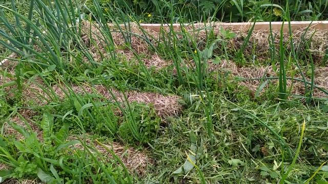 лук шалот истобенский , рассада смотреть онлайн