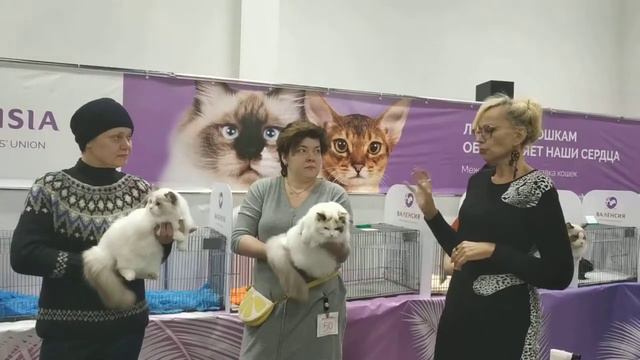 Bary Pride's ринг , эксперт Чернова Татьяна смотреть онлайн