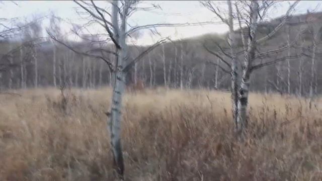 5 случаев наблюдения снежного человека! Самые обсуждаемые видео бигфута, йети и гоминида.