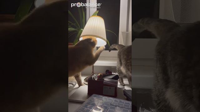 Хозяин спит, мафия просыпается #cat #probalanceкорм #тайнаякомната смотреть онлайн