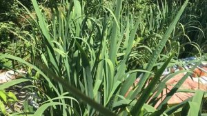 Карась комета в своём пруду.