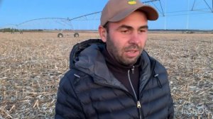 Кукуруза на зерно на поливе - урожайность 2022 года