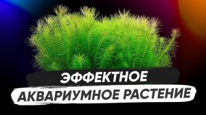 Эффектное аквариумное растение для пышных зарослей - Погостемон Эректус