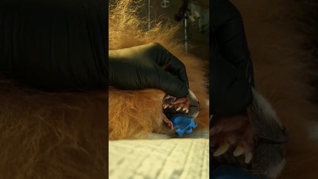 Дженифер шпиц приехала к нам на чистку зубов ультразвуком @Zoovetdoctor смотреть онлайн