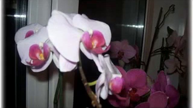 Орхидеи домашние на моем окне! Просто красивые орхидеи и условия содержания! смотреть онлайн