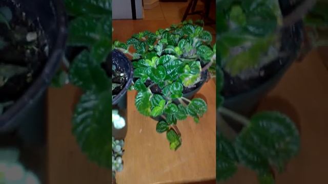 Pilea  plants