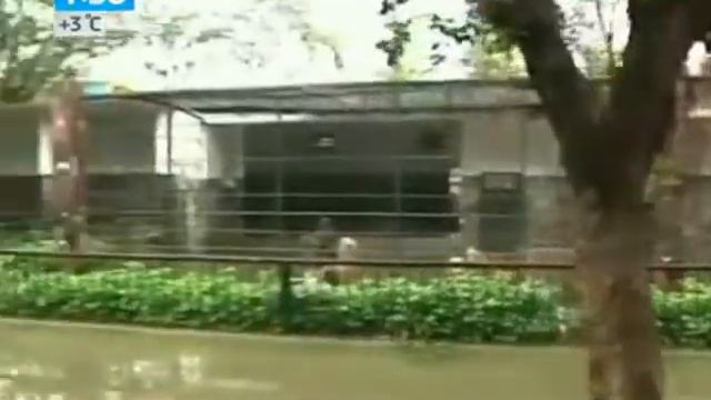 Животных Из Зоопарка В Китае Освободил Ураган смотреть онлайн