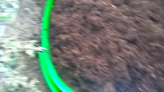 ГОРТЕНЗИЯ БЕЛЫЙ МЕДВЕДЬ ИЗ "ПОИСК". смотреть онлайн