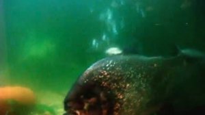 Поедание пираньи пираньей каннибализм! Piranha eaten by piranhas kill exclusive cannibalism