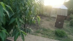Чем и когда обрабатывать виноград от серой гнили.