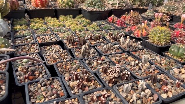 СЕМЕНА КАКТУСОВ. РЕЗУЛЬТАТЫ ОПЫЛЕНИЯ И ПОСЕВА СЕМЯН РОДА АСТРОФИТУМ И ГИМНОКАЛИЦИУМ ГЕОРГИЙ АРИСТОВ смотреть онлайн