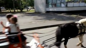 Дети управляют каретой с пони