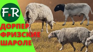 Мясные овцы дорпер и шароле. Молочные овцы - фризские на летнем пастбище хозяйства Навасард-Агро.
