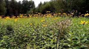 Пчела на топинамбуре.Медоносы в августе.