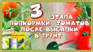 Когда и чем подкармливать помидоры томаты после высадки в грунт. 3 этапа подкормки томатов