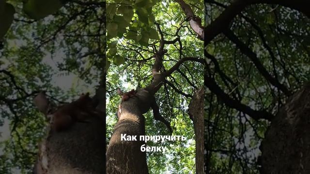 Как приручить белку)))