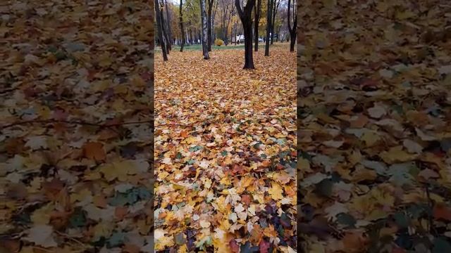 Персидский ковёр.Прогулка по парку. Осень 2019. смотреть онлайн