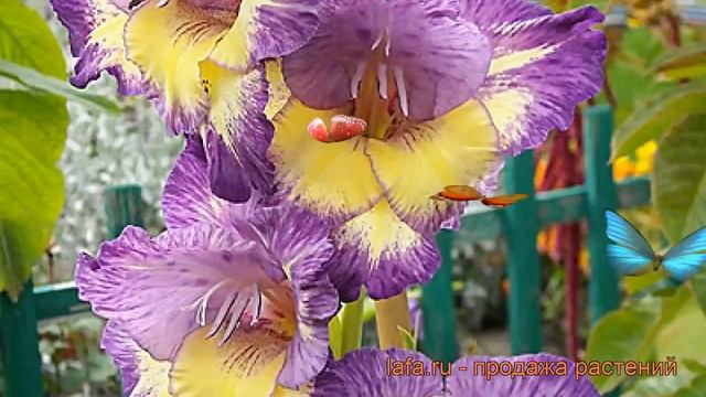 Гладиолус крупноцветковый Динамит (gladiolus) ? обзор: как сажать, рассада гладиолуса Динамит смотреть онлайн