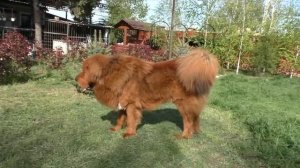 С Галсаном шутки плохи! Тибетский Мастиф 2 года. Male Tibetan Mastiff 2 years.