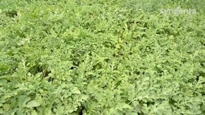 Топ Ган F1 / Top Han F1,62-64 дня - Арбуз, Syngenta