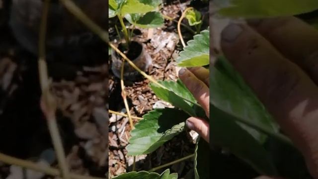 Клубника ВИМА-КСИМА смотреть онлайн