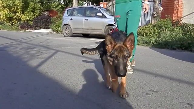 Щенок немецкой овчарки Холли, 4,5 мес.Одесса. смотреть онлайн