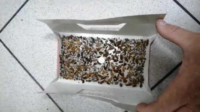 Ловушки для тараканов какие лучше, Форсайт, Камикадзе