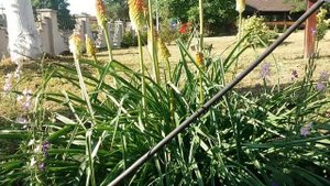 Книфофия привлекательный многолетник для сада!