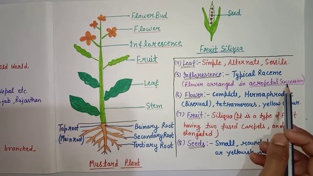 Brassica campestris | Mustard Oil | Brassicaceae family смотреть онлайн