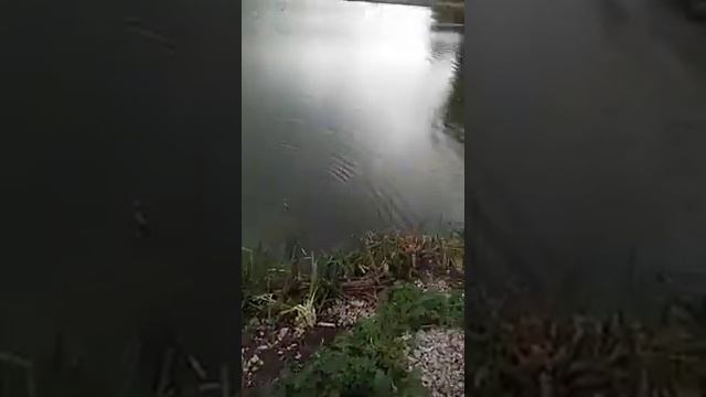 Вываживание осетра, который клюнул на селедку