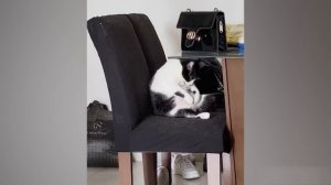 Приколы с котами! УДИВИТЕЛЬНЫЕ КОТЫ С ОЗВУЧКОЙ! Самые смешные животные! Смешные коты!