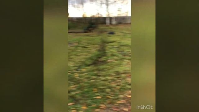 РОМАНОВСКИЕ И КУЙБЫШЕВСКИЕ ОВЦЫ