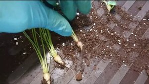 Кислица / Oxalis megalorrhiza из семян. Пикировка и эксперимент с грунтом.