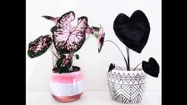 KUPING GAJAH!!!! TANAMAN HIAS EKSOTIS BROH!! CALADIUM _KELADI смотреть онлайн