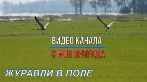 Журавли в поле